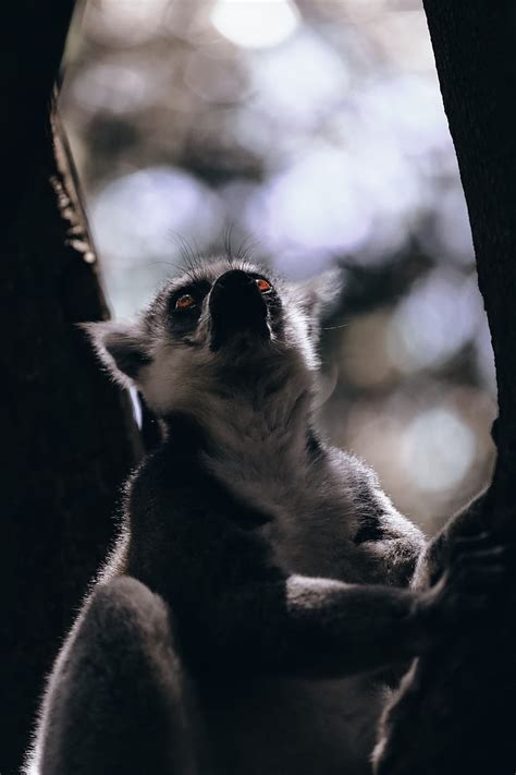 Lemur Animal Glance Wildlife Hd Phone Wallpaper Peakpx