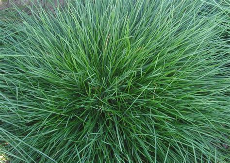 Sheep Fescue Facts And Health Benefits