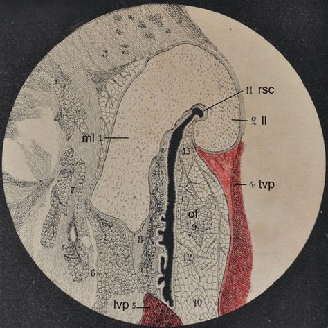Clinical Anatomy Of The Eustachian Tube Ento Key
