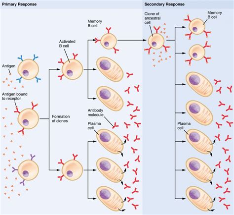 the adaptive immune response b lymphocytes and antibodies anatomy and physiology ii
