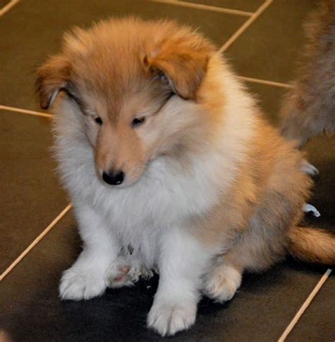 Rough Collie Dog Puppies Hayling Island Hampshire