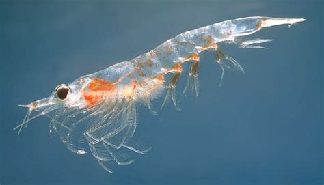 Какво е мнението ви за krill oil bb Форум
