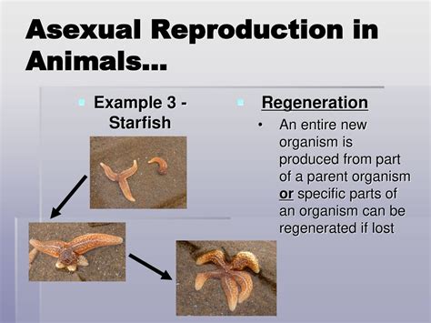 Asexual Reproduction Ppt Download