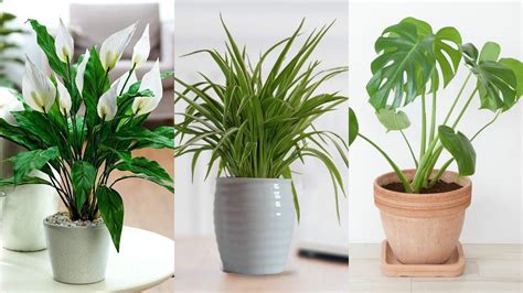The 5 Best Office Plants To Boost Your Productivity Office Plants