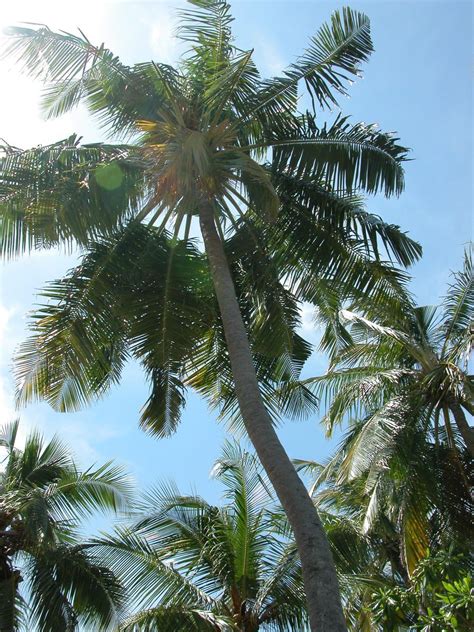 Palm Tree 03 Free Photo Download Freeimages
