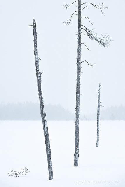 Three Trees A Photo On Flickriver