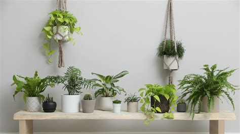 15 Plants Perfect For A North Facing Window