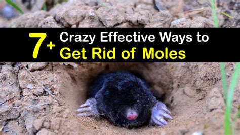 7 Crazy Effective Ways To Get Rid Of Moles