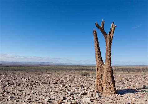 17 De Junho Dia Mundial Do Combate à Seca E Desertificação