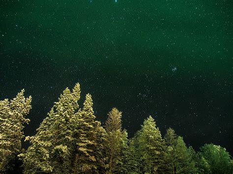 Hd Wallpaper Worms Eye View Of Pine Trees Under Starry Night Forest