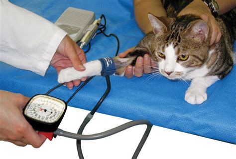 Primary hypertension, meanwhile, refers to when. Systemic Hypertension in Dogs & Cats | Today's Veterinary ...