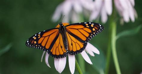 Monarch Butterfly In Decline As Scientists Investigate