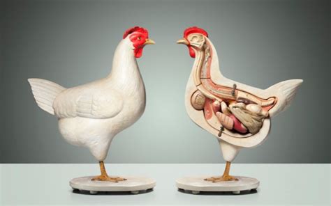 Chicken Anatomy The Complete Guide Learnpoultry