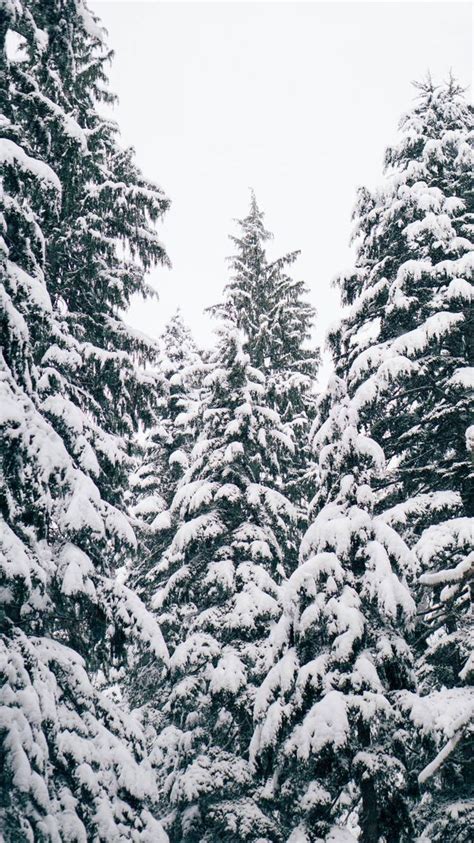 Snow Covered Treeswinter Snow Iphone Wallpaper Winter Wallpaper