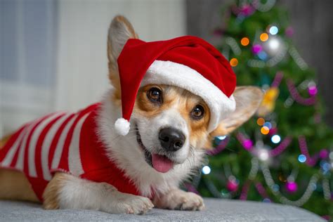 Obsessed Corgi Dancing With Christmas Toy Delights Internet