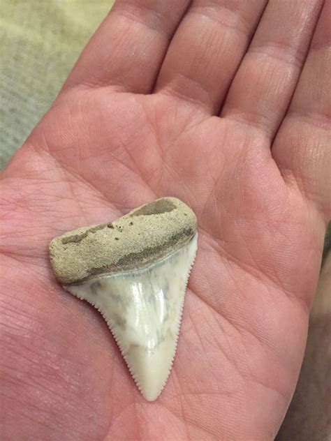 Wkrg Man Finds 26 To 5 Million Year Old Great White Shark Tooth On