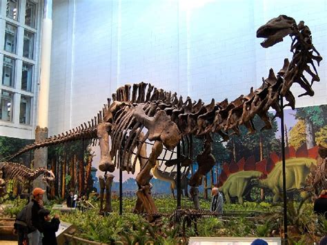 100 Million Years Old Bones Of Sauropods Dinosaur Found In Meghalaya