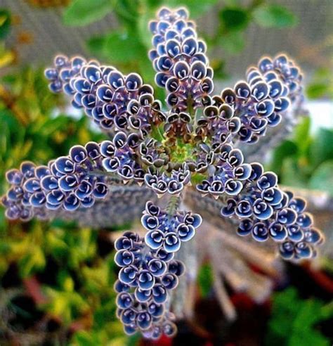 25 Rare Dark Blue Kalanchoe Seeds Succulent Flower Seed Etsy