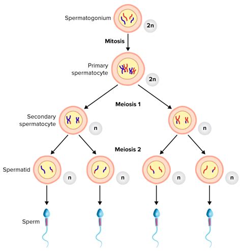 In Spermatogenesis Meiosis Results In The Formation Of Clarence Has Colon