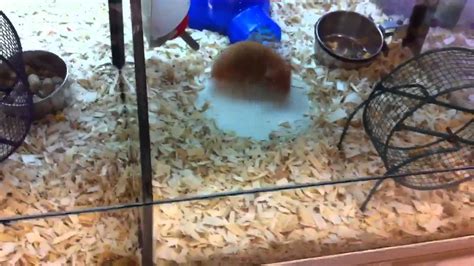 Dizzy Hamster At Petsmart Youtube