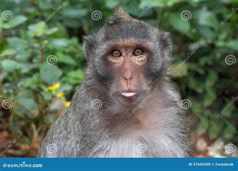 Funny Monkeys Stock Photo Image Of Tropical Lives Forest 57642090