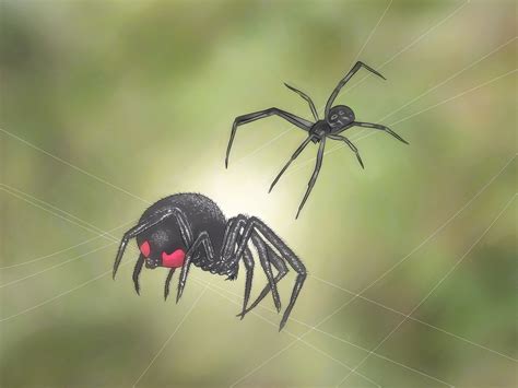 How To Identify And Treat Black Widow Spider Bites 10 Steps