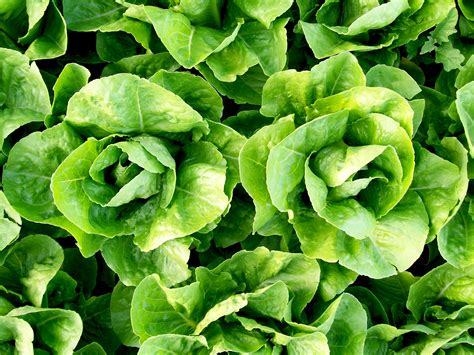 Parris Island Cos Romaine Lettuce 05 G Southern Exposure Seed