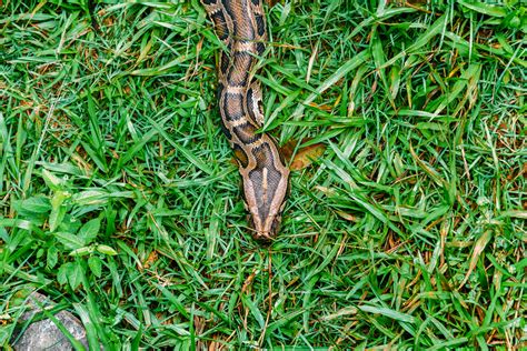 Heres How To Spot Snake Holes In Your Yard — Best Life