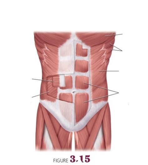 Diagram Of Muscles In The Body Abdominal Muscles Func