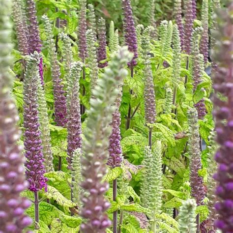 Teucrium Hyrcanicum Purple Tails Germander Buy Herb Plants