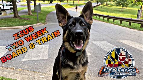 Your dog will also be integrated into the. German Shepherd Puppy~Zeus~ 2 Week Board & Train Program ...