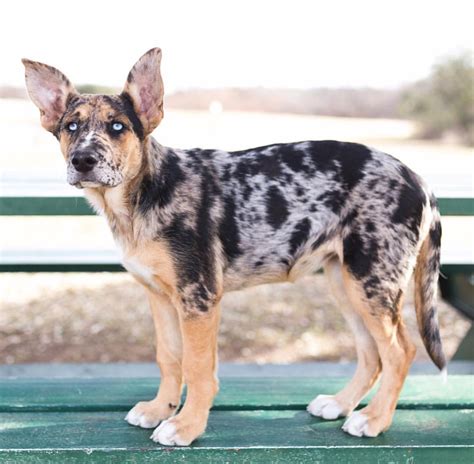 Catahoula German Shepherd Mix Everything You Need To Know