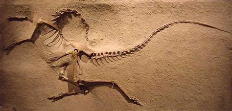 Dinosaur Death Pose Mystery Canadian Geographic