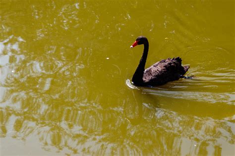 Black Swan Swimming On The Lake Surface Stock Photo Download Image