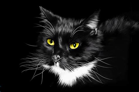 Domestic Black And White Cat Digital Art By Julie L Hoddinott