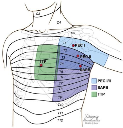 Internal Chest Anatomy
