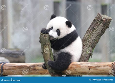 Cute Fluffy Baby Panda On The Playground Stock Photo Image Of