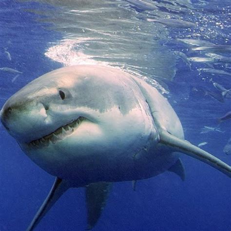Great White Shark Dies After Three Days In Japanese Aquarium South