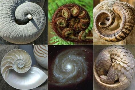 The Fibonacci Sequence In Nature Stress Institute