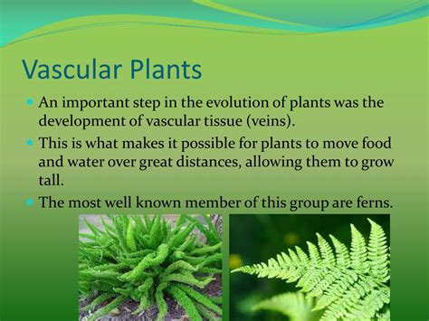 Ppt Ch 22 Plant Diversity Powerpoint Presentation Free Download