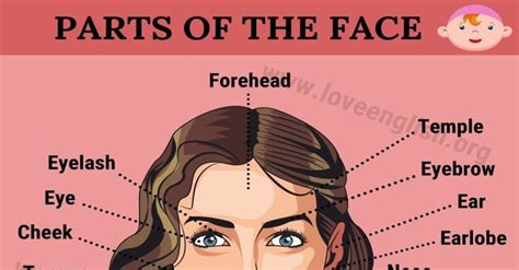 Parts Of The Face Useful List Of 15 Face Parts Names In English