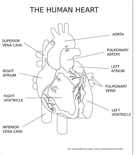 Corazón Ventrículo Órgano Gráficos Vectoriales Gratis En Pixabay