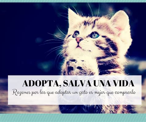 Cómo Adoptar Gatos Y Razones Para Adoptar Un Gato Cosas De Gatos