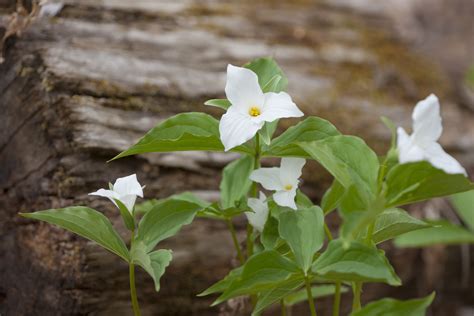 How To Grow Trillium Plants In A Woodland Garden