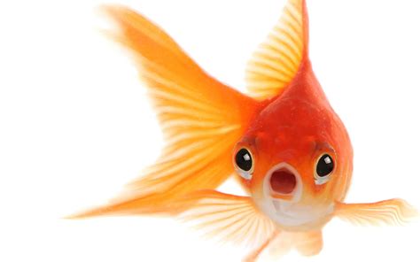 Goldfish Png Images Transparent Free Download