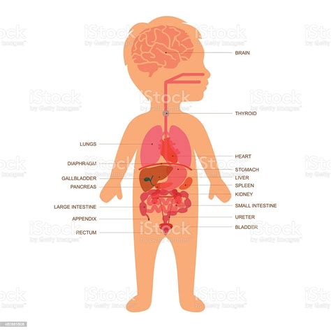 Vetores De Anatomia Do Corpo Humano Crianças E Mais Imagens De Diagrama