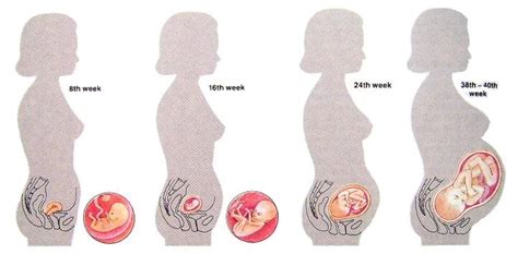 Health Tips Disease The Pregnant Body