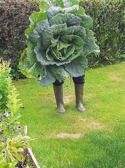 My Grandad Showing Off His Gigantic Homegrown Cabbage Rmildlyinteresting