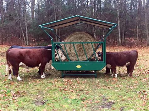 Pin On Cattle