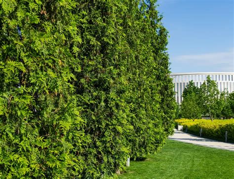Baby Giant Arborvitae For Sale Buying And Growing Guide